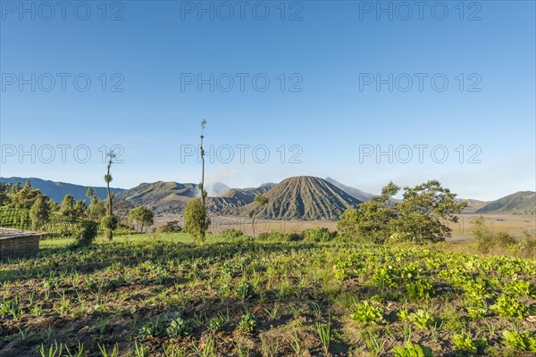 Fields in front of Mount Batok