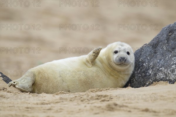 Grey seal