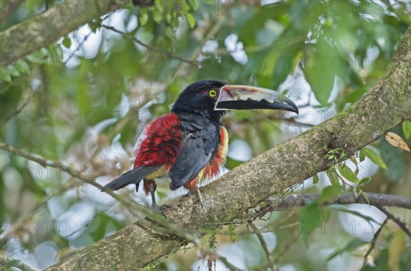 Fiery-billed Aracari