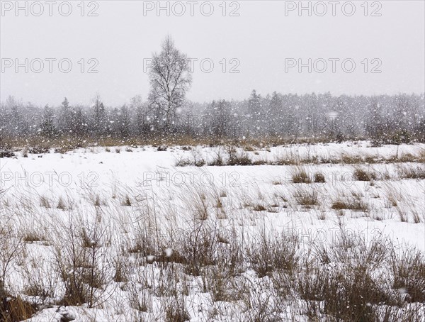 Dense snowfall