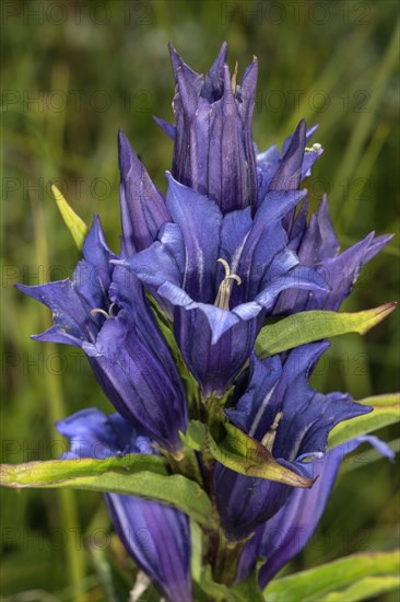 Willow Gentian