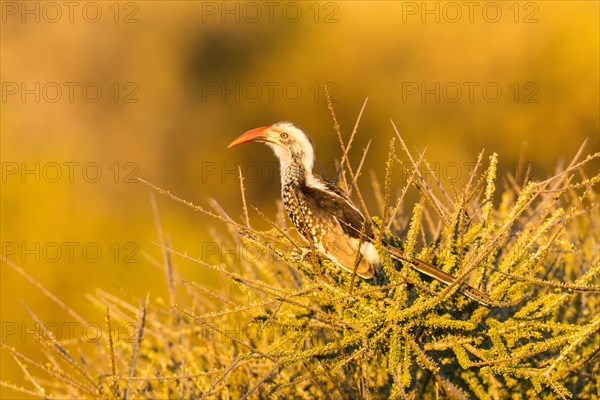 Red-billed hornbill