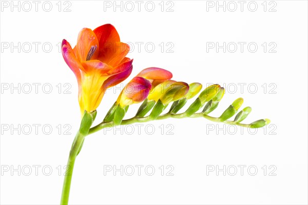 Orange Freesia