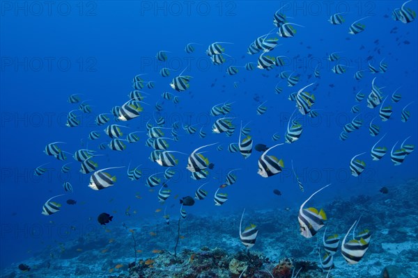 School of Schooling bannerfish