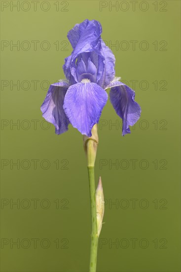 High purple bearded iris