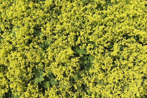 Yellow flowering common lady's mantlet