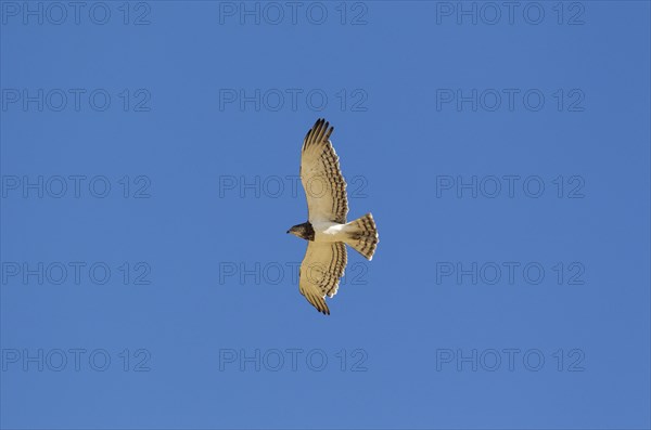 Black-chested Snake Eagle