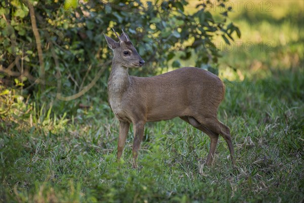 Red brocket