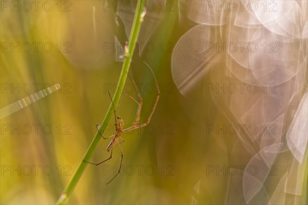 Common Stretch-spider