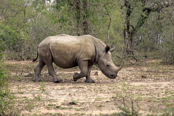 Great White Rhinoceros