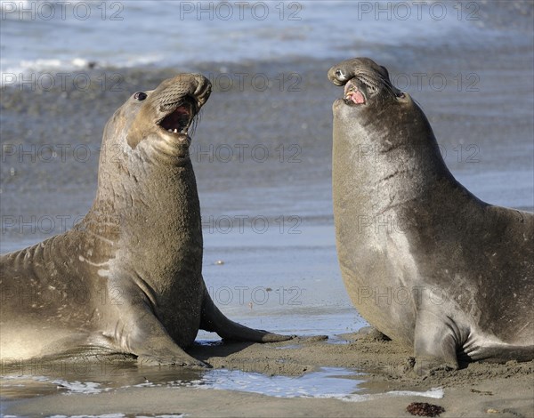 Northern Elephant Seal