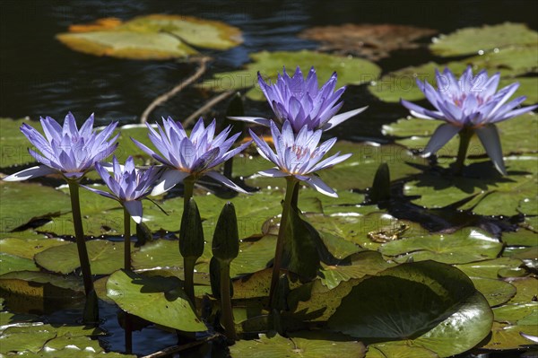 Cape blue water lilies