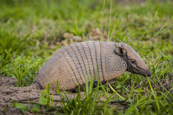 Big hairy armadillo