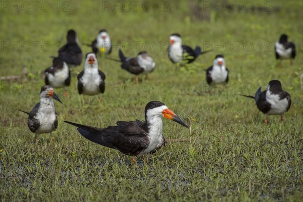 Black Skimmer