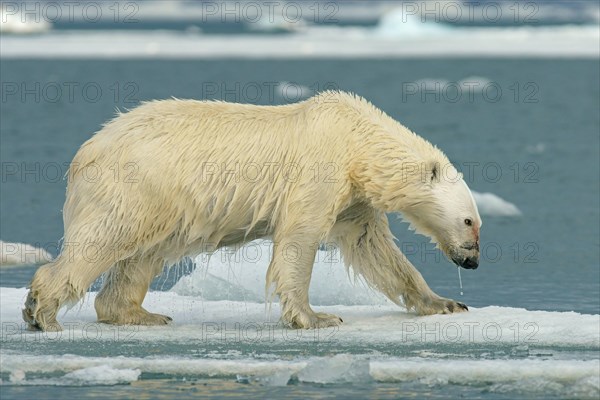 Polar bear