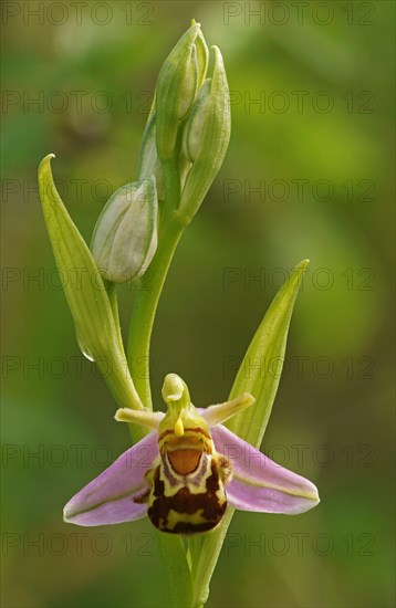 Bee orchid