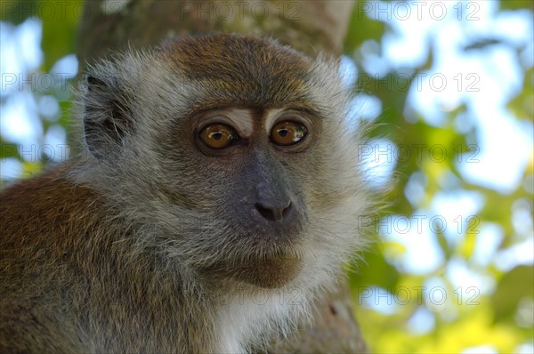 Crab-eating macaque or long-tailed macaque