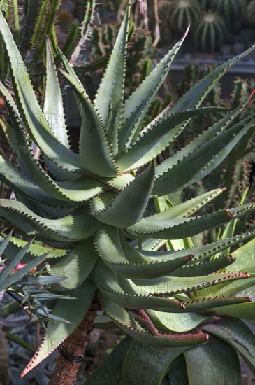 Aloe