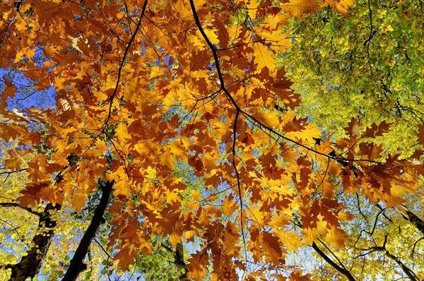 Northern red oak or champion oak