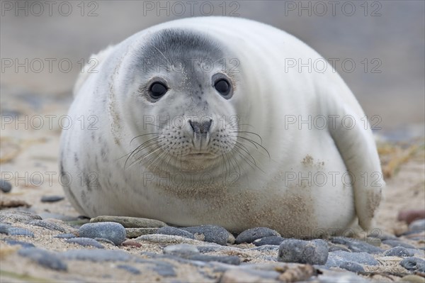 Grey seal