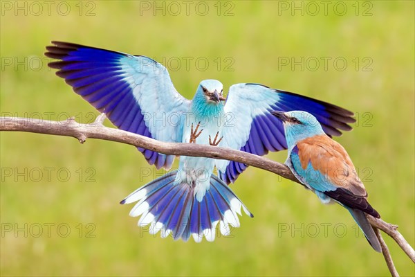 European roller