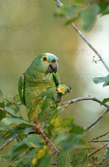 Blue-fronted amazon