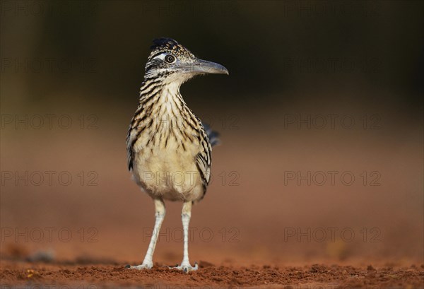 Greater Roadrunner