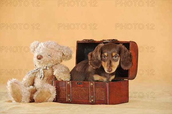 Long Haired Miniature Dachshund