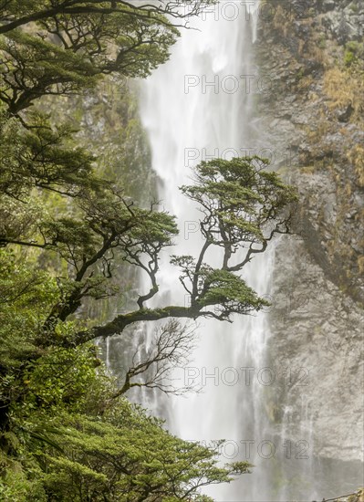 Branch of a tree in front of waterfall