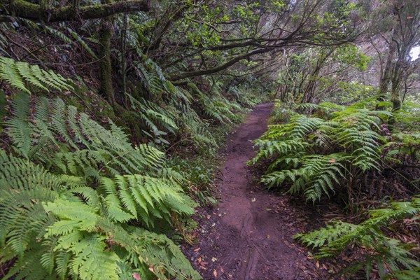 Trail through the laurel forest