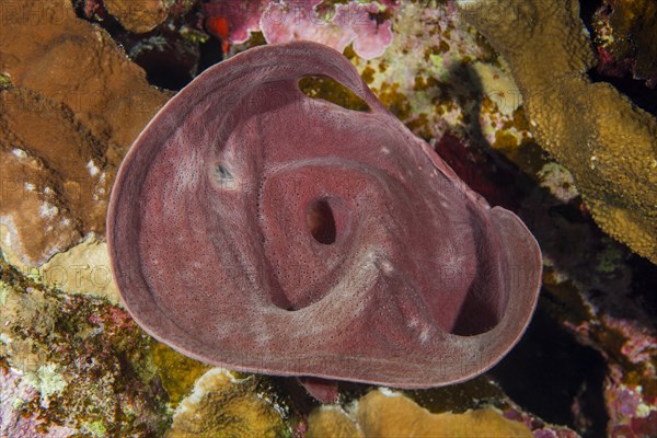 Prickly tube-sponge