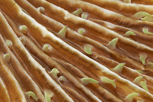 Polyps of mushroom coral