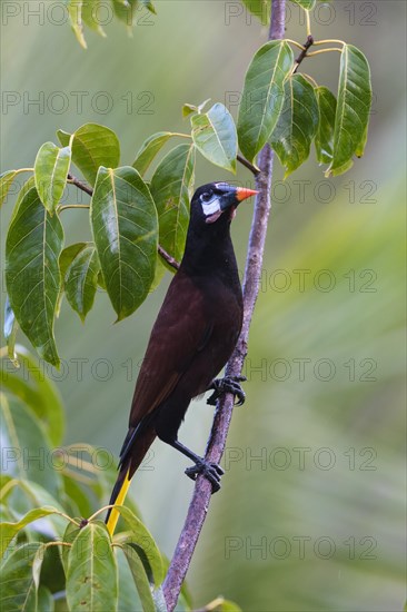 Montezuma oropendola