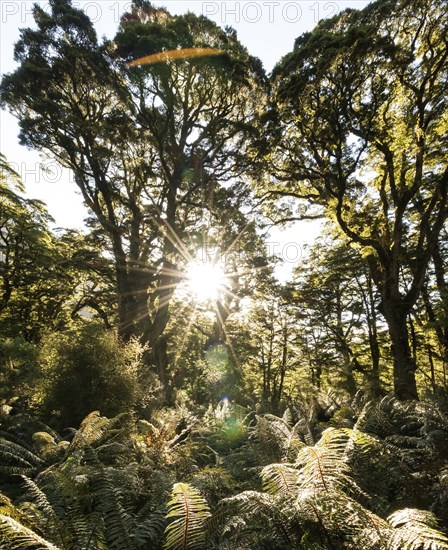 Sun shining through canopy