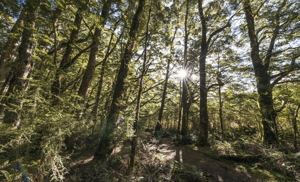 Sun shining through forest