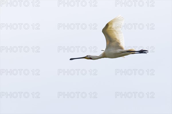 Common spoonbill