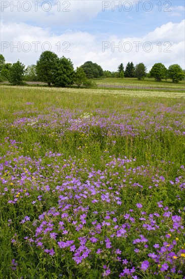 Meadow cranesbill