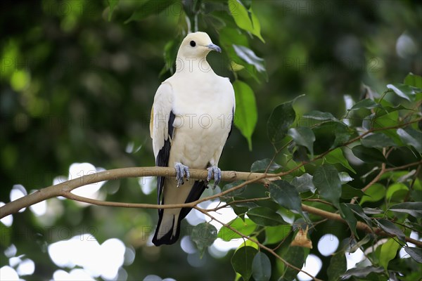 Pied Imperial Pigeon