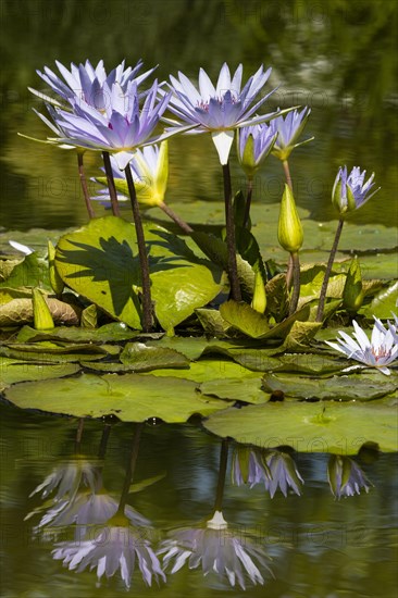 Cape blue water lilies