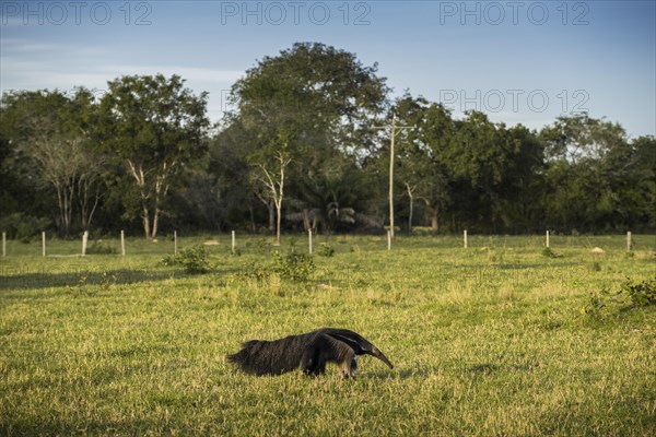 Giant anteater