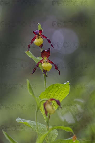 Yellow lady's slipper orchid