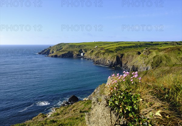 Sea thrift