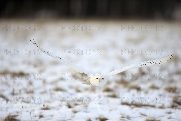 Snowy Owl