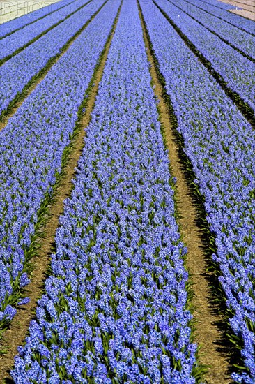 Cultivation of blue Grape hyacinth