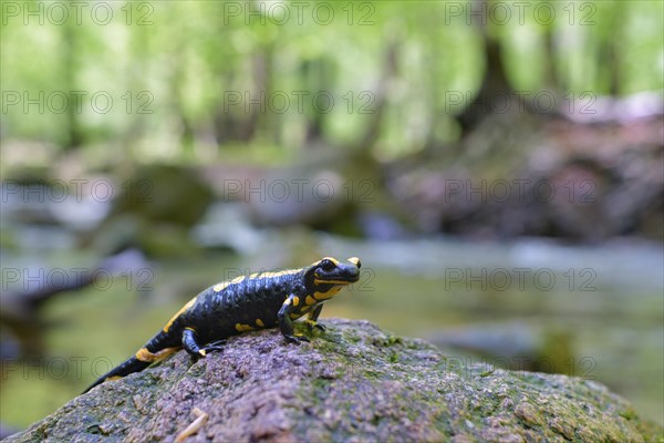 Fire salamander