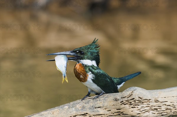 Green Kingfisher