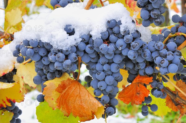Blue vines with autumn leaves and snow