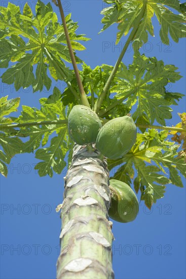 Fruits Papayas