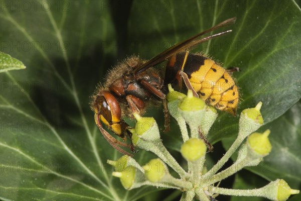 European hornet