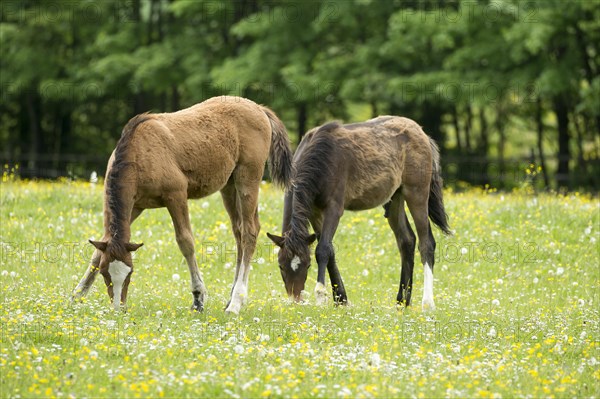 Two haflinger foals grazing